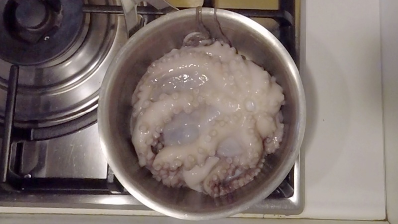 Octopus in the pot without water